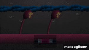 Muscle contraction: Sliding filament model animation for A level biology on Make a GIF