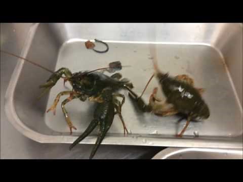 CHÂTRER DES ECREVISSES