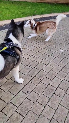 Mezcla Akita y Husky: Características y Cuidados