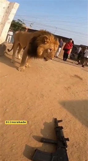 GoPro Captures Lion Swiping at Soldier