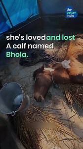 “This bride walked into forever with paw prints on her veil.” On her wedding day, Mughdha Khatri, founder of Healing Saathi, wore a shawl stamped with the blessings of 3,000 animals she’s rescued. Her kaleere held names of those she lost, and her ring bearers were rescues too. This wasn’t just a celebration—it was a vow to love, rescue, and remember. Because joy is bigger when it includes every life. :heart: #AnimalRescue #IndianWedding #HealingSaathi #DehradunBride #PawPrintLove #VoicelessLives