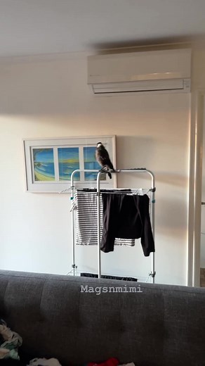 21K views · 1.8K reactions | You okay Mags?   Bird talks like an Angry CAT!..? Bird is best friends with our Goldendoodle Puppies | mags doesn’t sing one single magpie song, she does this tho… 襁❤️ #funny #cute #magsnmimi #unlikleyfriends #love #dogdad #goldendoodle #petstagram #interspeciesfriendship #birdsofinstagram #magpie #parrotlife | Mags and Mimi | Facebook