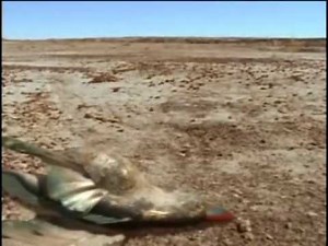 オドロキ！これが未来の生き物だ 第3回（全3回）