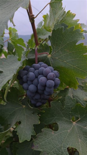 Domaine Vitis on Instagram: "Grape harvesting in early October 🍇 An annual tradition in preparation for winemaking 🍷 #cabernetsauvignon #Domainevitis #kobayat #martmoura 📽Video editing: @josephtibrahim"