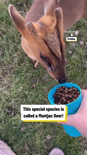 Meet My Alien Deer 🦌👽