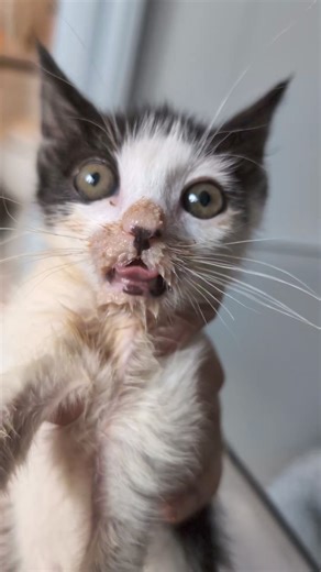 Pinto just needed a hard reset and is doing fine now. More about Pinto: *Pinto is under the supervision of a veterinarian and has had bloodwork and tests done. * Pinto is 9 weeks old and 460 grams. * There's no major consensus on whether Pinto is a boy or girl - everyone is confused by what we see. * They occasionally regurgitate meals. We are doing a barium study on Monday to look for megaesophagus. * My last mega-e kitten needed his food to be shaped into meatballs, but when I tried this for P