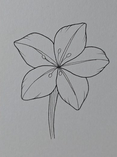 Lily Flower Drawing Tutorial for Beginners