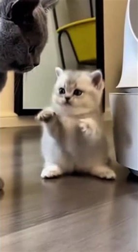 cukup sudah #trendingshorts #funny #kucingimut #cutecat #kucinglucu