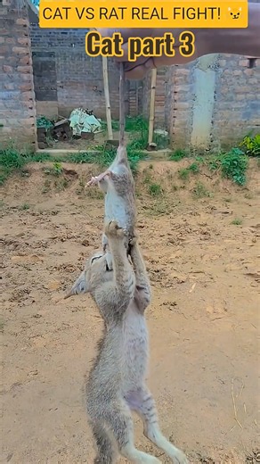 CAT VS RAT REAL FIGHT! 😼 Cat Caught Giant Rat... Wait For End 😱 #shorts #cats