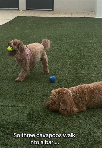You’ll never believe what happened next #dogsoftiktok #cavapoo #cavapoosoftiktok #foryoupage #fyp