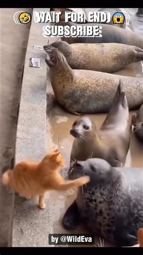 Cat SLAPS All Kinds of Animals 🤣😱 #shorts