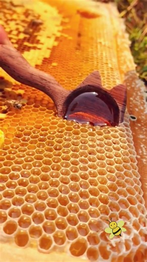 Perfect wild honey 🍯🐝🥰#wildhoney #honeycomb #honeybee #bee #honey #delicious #satisfying #foryoupage