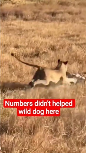 Wildlife: SHOCKING: Lioness Ambushes Wild Dog Pack! 🦁🚫🐕 #wildlife #animals #hunting