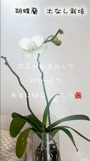 【庭LIFE】胡蝶蘭土なし栽培③