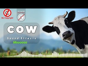Cow sound effect 🐄 Copyright free cow sound | cow sound | free cow moo sound