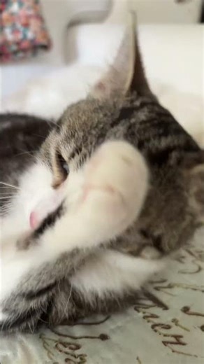 I pretend I am a lizard🦎 ￼#meme#cat #fun