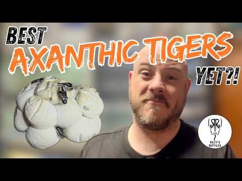 Axanthic Tiger Coastal Carpet Python Hatchlings Are INSANE!