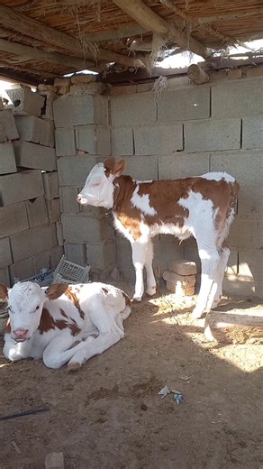 “Cute calves enjoying their peaceful life in the village. Simple moments, pure nature.”❤️🥹