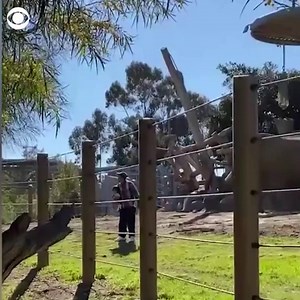 491K views · 1K reactions | WATCH: Video shows an elephant at the San Diego Zoo charging at a man who took his 2-year-old daughter into its habitat to take pictures. The father has been arrested on suspicion of child endangerment. https://cbsn.ws/3vHsSkC | CBS News | Facebook