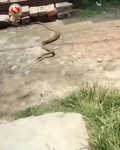 37K views · 177 reactions | It's rare to see a serpent taking away anything at all, but when a snake slithers away with someone's slipper, that video is bound to surprise people and go viral. #Snake #Slippers #Viral | The Sentinel | Facebook