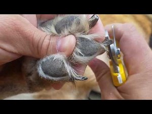 How To Clip your German Shepherd's nails