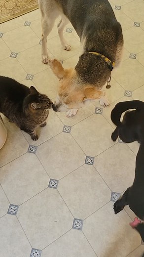 BERLIN & CATS 🐶🐱 Berlin met a kitty and he was very respectful. He sniffed her and licked her ear but overall has been giving her space. It’s safe to say that Berlin could cohabitate nicely with a cat. *AVAILABLE FOR ADOPTION* Berlin | 1 | Husky X Lab | M https://www.taffyslegacy.com/berlin #dogsofcanada #dogsofontario #dogsofkw #dogsofkitchener #dogsofwaterloo #dogsofcambridge #dogsoflondon #dogsofguelph #dogsoftoronto #dogsofmississauga #dogsofnorfolk #adoption #dogadoption #petadoption #ado