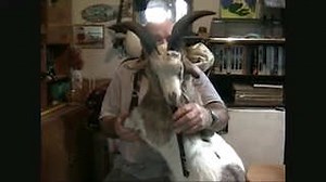 Une chèvre cornemuse