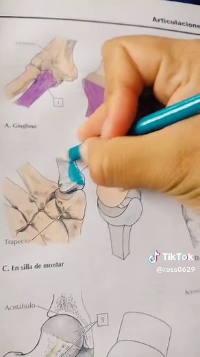 Tipos de Articulaciones Sinoviales: Anatomía y Funciones