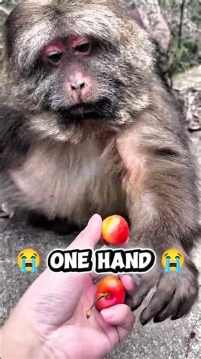 monkey eating the cherry #nature #monkey #ytshorts #cherry