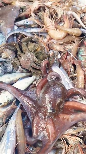 Fresh Ocean Catch: Octopus, Shrimp, and Marine Variety