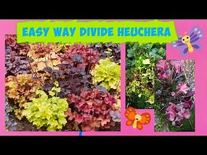 Easy way to divide heuchera
