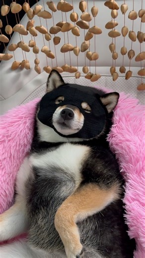 Follow the adorable moments of MANYU and BAI! Let’s dive into the delightful life of them—kindly hit FOLLOW and give us a LIKE! Thanks a lot! Check out the same products MANYU uses, now AVAILABLE on Manyuland via link in Bio! Stay Connected: Official Website & Shop: https://www.manyuland.com YouTube: https://www.youtube.com/@littlemanyu_ Instagram: https://Instagram.com/littlemanyu_ TikTok: https://www.tiktok.com/@littlemanyu X: https://x.com/littlemanyu #littlemanyu #是曼玉不是鳗鱼 #asmr #spa #puppy #