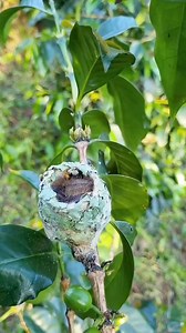 8.5K views · 461 reactions | The hummingbird is one of the fastest...