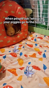 The question we get asked the most 😅 do guinea pigs poop and pee on fleece bedding? The answer is… YES! Kavee fleece liners are a brilliant alternative to traditional bedding. Your guinea pigs will pee and poop on them - but don’t worry, they’re designed to be super easy to clean.⁠ ⁠ • Remove poops and hay daily⁠ • Every 3–4 days, pop the liner in the washing machine and replace it with a clean one⁠ ⁠ It’s easier, more absorbent, and much healthier than classic bedding like wood shavings, which