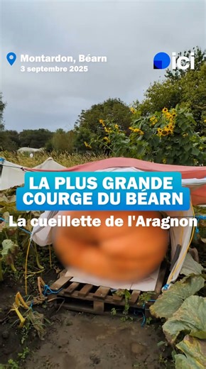 110K views · 978 reactions | INSOLITE : Le plus gros potiron du Béarn se cache à la Cueillette de l'Aragnon avec @mrcalebasse #potiron #courge #jardin #bearn #insolite #mrcalebasse | ici Béarn Bigorre | Facebook