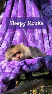 2.4K views · 94 reactions |  It doesn't get much cuter than a tired Capuchin yawn 殺 #monkey #capuchin #primate #sleepy | Saginaw Children's Zoo | Facebook