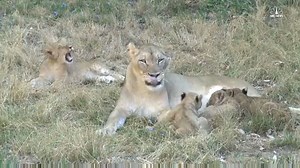 201K views · 5.2K reactions | Watch this trio of lion cubs getting...