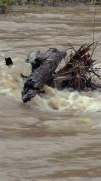 2025 Flooding - Issaquah Creek - Lake Sammamish State Park - Washington #flood #flooding #drone