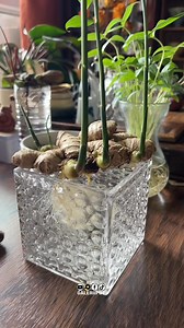 2.1M views · 29K reactions | Tanam Jahe Sebagai Hiasan yang Eksotis #reels #unik #tanamjahe #tips | Galeriiput | Facebook