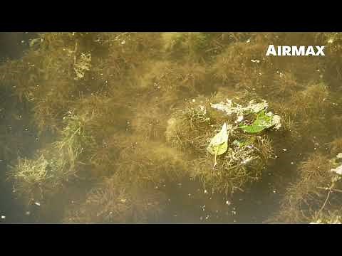 Airmax® Algae Defense® – Pond Algae Removal
