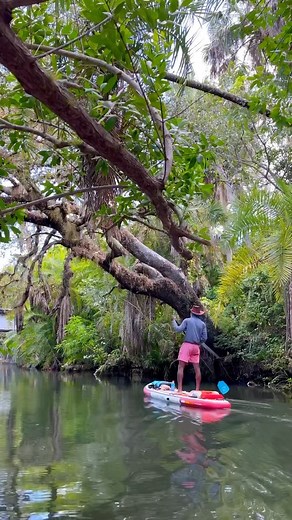 Epic adventures through the winding estuaries and rivers of Florida 🌿🌺🏝️ Save for your Must See Florida bucket list! 📷: @mustseefloridapaddle 📍Southwest Florida Tag #mustseeflorida to share your experience in FL🍊R🌴DA! - Follow @mustseeflorida @mustseefloridapaddle | Must See Florida