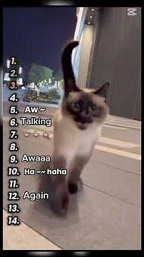 웃긴 고양이 짤 모음 ㅋㅋ