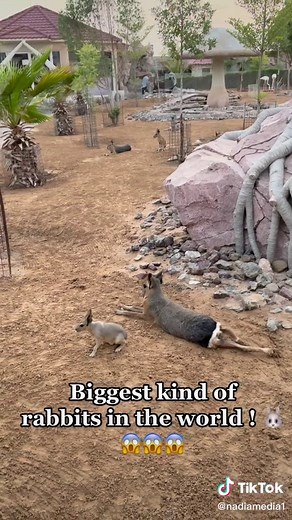 nadiamedia1 (@nadiamedia1) - Largest Rabbit Breeds Revealed | Size Comparison to Dogs