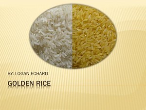 PPT - GOLDEN RICE PowerPoint Presentation, free download - ID:3147209
