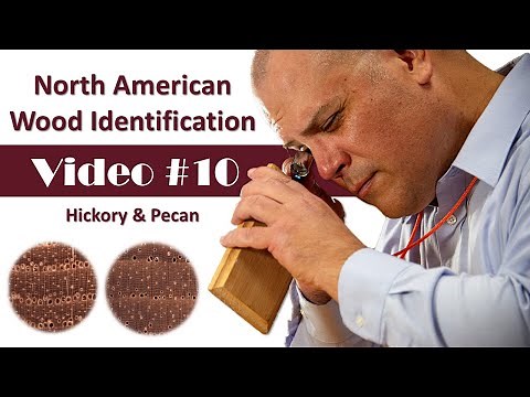 North American Wood Identification #10 - Hickory and Pecan