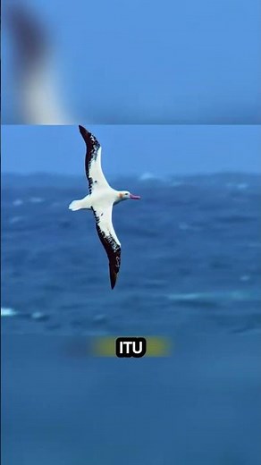 How do albatrosses fly around the world without stopping?