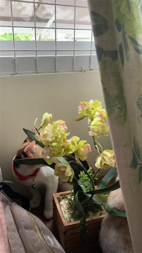 CapCut Cat Sounds Compilation: Fun Meowing Moments