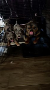 He put himself on grandpa duties 😆🥰 #thebullycartel #americanbully #bully #bullybreed #dogsofinstagram #dog #abkc #dogs #bullylove #bullylife #bullyworldwide #americanbullies #bulliesofinstagram #microbully #life #puppiesofinstagram #pocketbully #bullies #bullymagazine #puppylove #puppies #exoticbully #dontbullymybreed #nanobully #love #americanbullypuppy #bullyworld #florida | The Bully Cartell