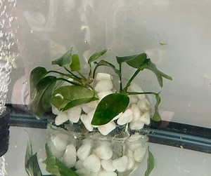 Aquarium Plant Holder for Java Ferns, Anubias, Lucky Bamboo, and Other Stem Plants - Etsy