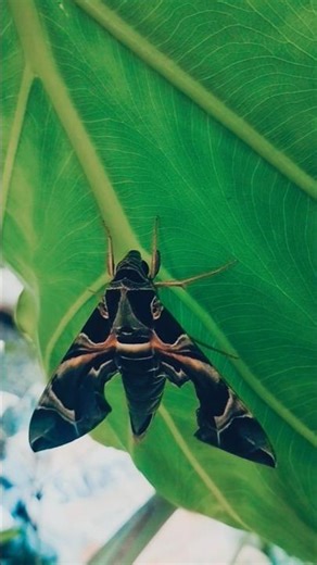 The beautiful Oleander Hawk-moth in 4K! ✨ #Cinematography #butterfly